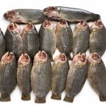 Deshi Koi mach